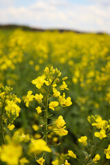 rapeseed field in bloom, rapeseed field, rapeseed flower in hand, bee on the rapeseed flower, past blooms