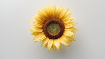 Obraz premium Yellow sunflower bloom set apart on white.