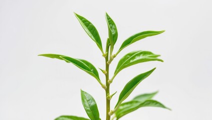 Young tea leaf sprouts set against a white backdrop