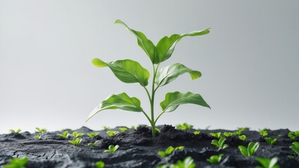 Obraz premium Young green plant separated against a white backdrop.