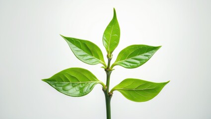 Fototapeta premium Fresh young tea leaf shoots on a natural background