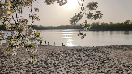 A blooming cherry tree on the beach at sunset.
