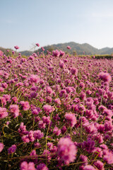 Purple buckwheat flowers bloom