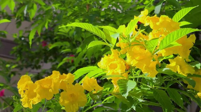 Slow motion of Tecoma stans yellow trumpet flowers blooming in sunlight, surrounded by bright green leaves.