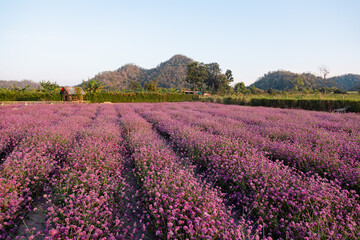 Purple buckwheat field in the mountains