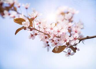 Beautiful blooming cherry tree with flowers in full bloom on sky background. White cherry blossom Garden, mother's, woman's day, Easter, spring holiday background. Copy space, empty place.