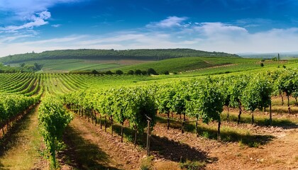 Naklejka premium A picturesque vineyard landscape with lush green rows of grapevines under a bright blue sky, showcasing the beauty of wine country.