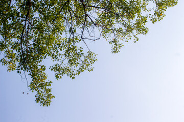 tree branches against blue sky