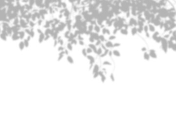 shadow of tree branch on transparent background
