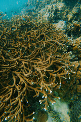 Rafa koralowa © Katarzyna