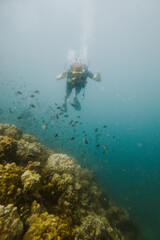 Rafa koralowa © Katarzyna