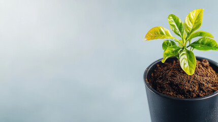 A small, bright green arabica coffee seedling sprouts from dark soil in a black pot, symbolizing new growth against a blurred, minimalist background.