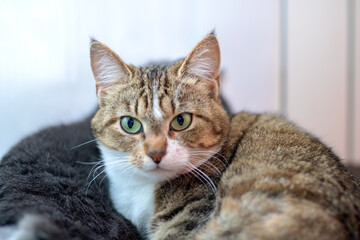 Closeup of a cat peacefully resting on a bed, gazing at camera