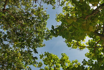Lush green tree canopy against a clear blue sky in the Maldives 