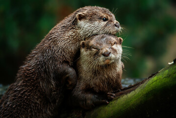 Otter (Lutra Lutra) and her cuteness and her funny face