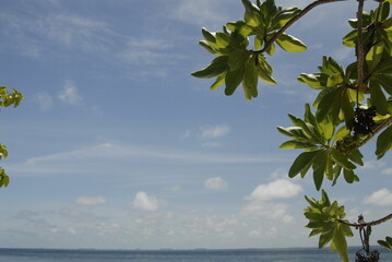 Tropical ocean view with blue sky and green foliage on a sunny day in the Maldives 