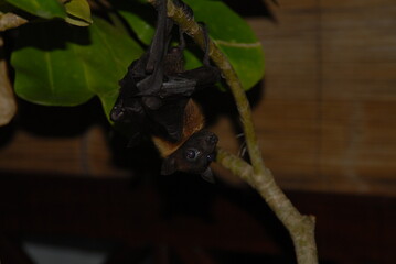 Fruit bat hanging from tree branch in natural habitat