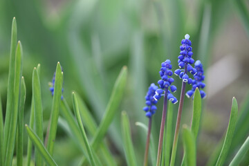 Muscari. Bell-shaped blue flowers, with a white fringe, of Muscari armeniacum surrounded by green...