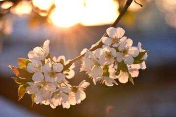 white flowers in the rays of the setting sun, evening time. cherry blossom tree in garden spring. lush flowering, on a branch. flowering season. fruit tree, gardening. close-up, macro photo
