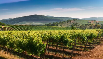A picturesque vineyard landscape featuring lush grapevines, rolling hills, and a clear blue sky, capturing the essence of winemaking and natural beauty.