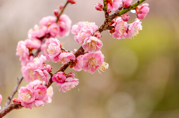 しっとり濡れた紅梅の花