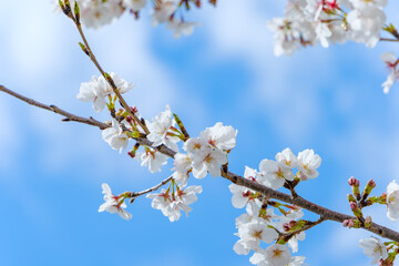 青空に映える満開の桜