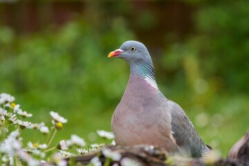 Ringeltaube