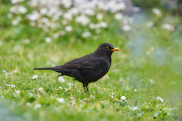 Amsel im Regen