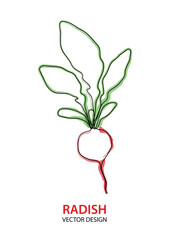 Vector line simple illustration, red green radish in outline style, radish vegetable, print, sticker and poster design. Black one continuous line vector illustration isolated on white background.