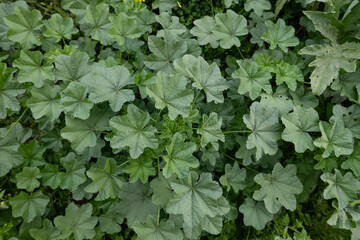 Green, fresh hibiscus plant in the field, hibiscus leaves. Malva sylvestris, Malvaceae.