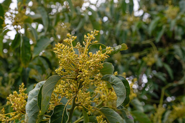 Newly blossomed flowers on an avocado tree in spring. Avocado flower