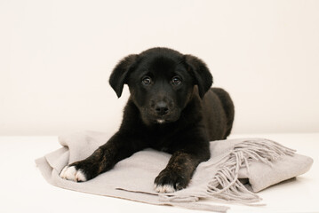 Adorable Black Puppy Lying On Blanket