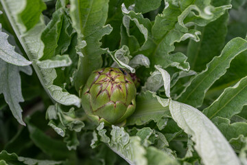 Fresh artichokes in the field, green in color, ready to be harvested. close-up.