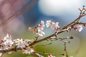 冬桜のやわらかな光