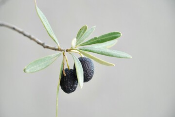 Close-up of Dry Olives on Olive Branch.