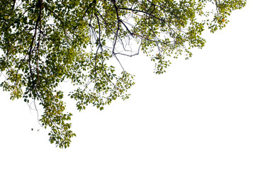 tree branches on transparent background