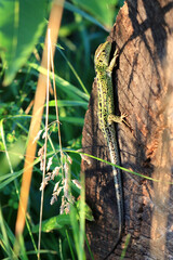 Sand lizard basking on tree bark in natural sunlight