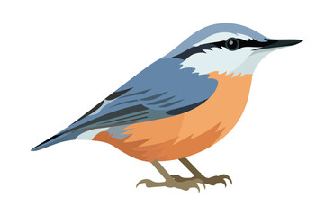 A nuthatch colorful bird vector artwork illustration