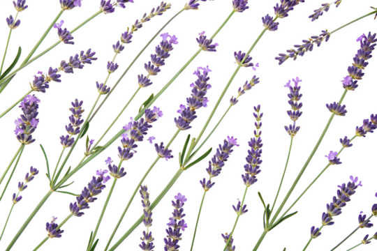 lavender flowers seamless pattern