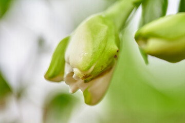 Close-up view of Arabian jasmine blooming on branch

