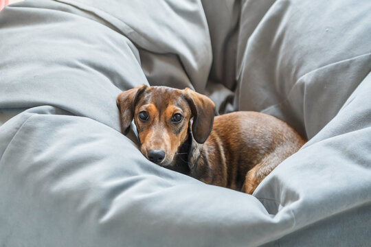 Cute Dachshund puppy lounging on soft grey been bag