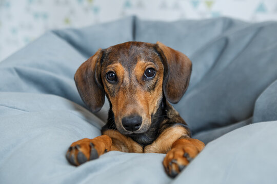 Cute dachshund puppy lounging on a grey been bag