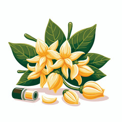 plant, blossom, nature, flora, bloom, aromatherapy, flower, natural, aroma, yellow, leaf, tropical, beauty, cananga, perfume, green, isolated, botanical, background, spa, essential, fragrance, organic
