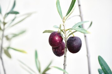Fresh Purple Olives on White Background.