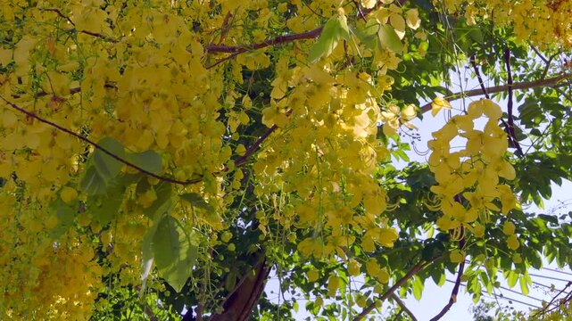 Golden shower tree is blooming with yellow flowers.