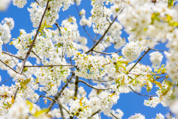Cherry Blossom, Close-up of white cherry blossoms in spring