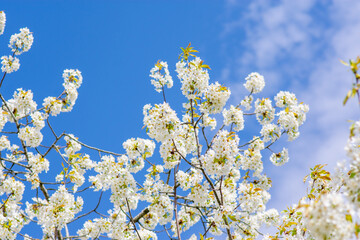 Cherry Blossom, Close-up of white cherry blossoms in spring
