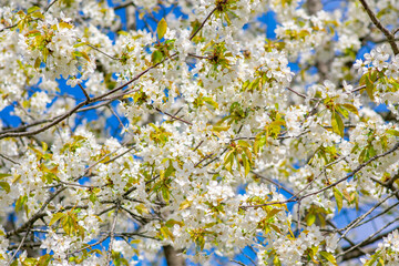 Cherry Blossom, Close-up of white cherry blossoms in spring