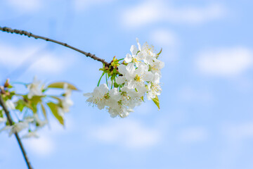 Cherry Blossom, Close-up of white cherry blossoms in spring