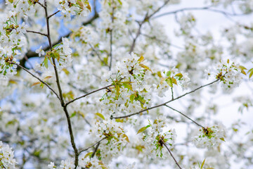 Cherry Blossom, Close-up of white cherry blossoms in spring